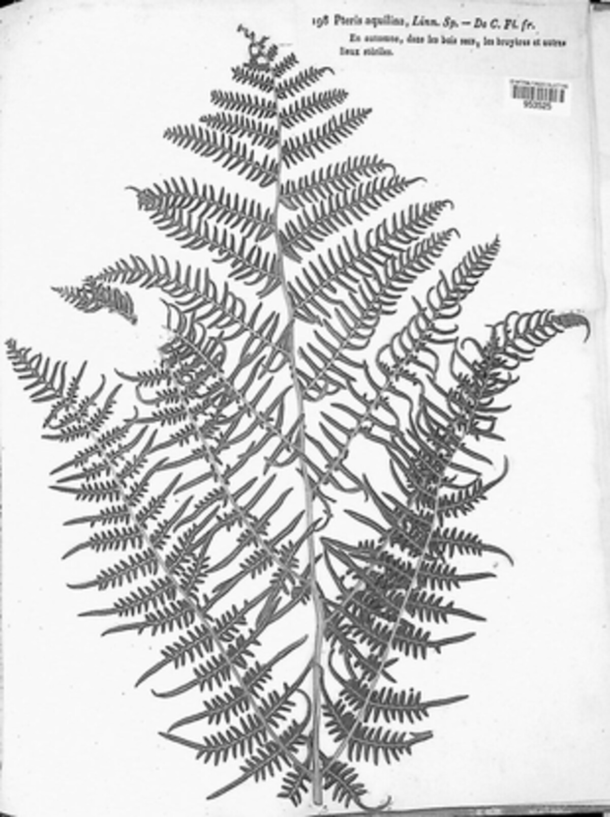 Pteridium aquilinum subsp. aquilinum image